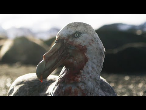 Giant Petrels: Heroes or Villains? | Seven Worlds, One Planet | BBC Earth