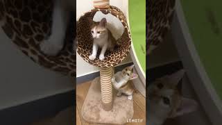 [認養] 台中 橘白小貓 徵貓奴包養(已送養