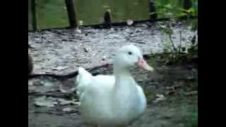 preview picture of video 'Geese and ducks in the Stadtpark'