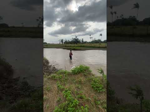 PEIXE AQUI DO LAGO ITUI, CACHOEIRA DO ARARI, PÁ