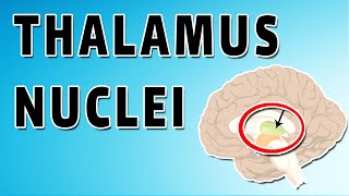 Thalamus Nuclei and Anatomy