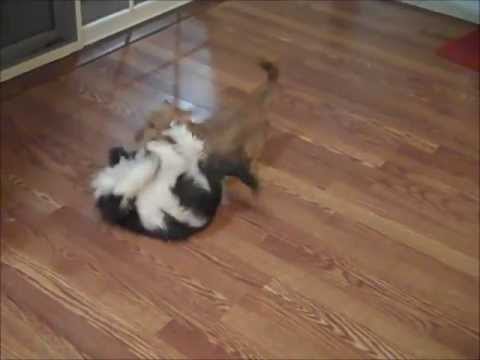 Happy Birthday Pippa!