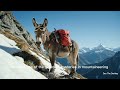 ⛰️ Dex Conquers Everest! The Bravest Donkey in the World Takes on the World’s Tallest Mountain!