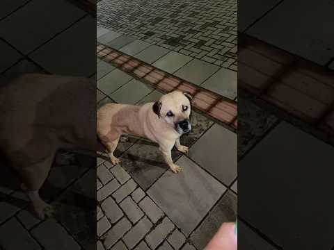 O CACHORRINHO DE RUA ESTÁ COM FOME