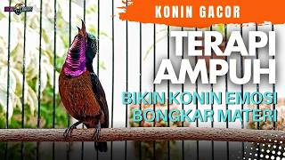 Download lagu KONIN GACOR EMOSI COCOK UNTUK PANCINGAN KOLIBRI NINJA AGAR BONGKAR MATERI mp3