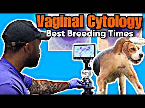 How to preform a “canine vaginal cytology”: Best time to breed your dog for best results!