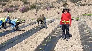 aman Spain torre pacheco  Indian