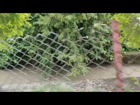 Nature skills #nature #love #shorts 