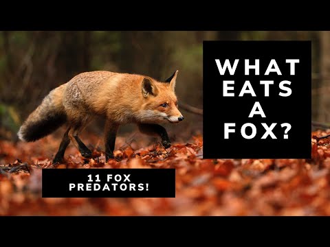 What Eats A Fox? 11 Predators That Prey On Foxes | Fox Predators | Red Foxes