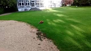 Cheltenham. A Fox In The Park. Tony Alexandrovic and Kate Stewart.