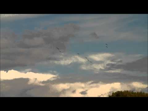 Goodwood Revival 2011 Spitfire 75 year aniversary