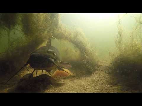 Undervandsoptagelse af dværgmalle