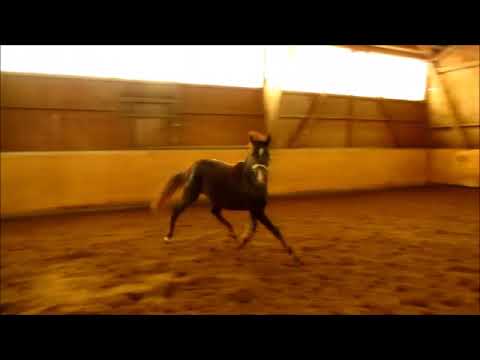 Nevada v. FS Numero Uno x Schwalmprinz