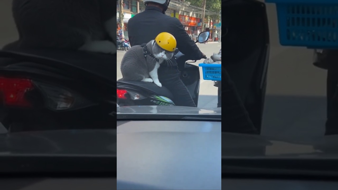 Aduh ketahuan 😅 #cat #kucing #kucinglucu