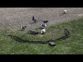 Bownet Trapping Pigeons With Remote Control