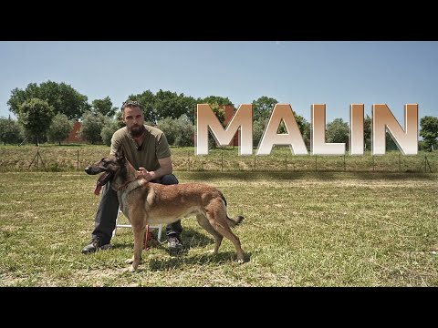 Pastore Belga Malinois - Malin