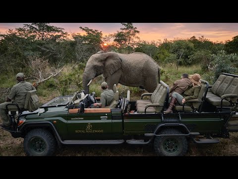 Royal Malewane | Luxury Safari Lodge