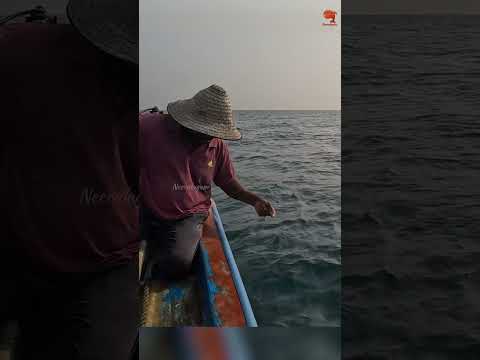 Back to Back Horse eye Jack Caught in the Sea #fishing #fishingvideo #fishingtime