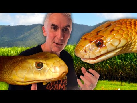 GIANT TAIPAN !   - CrittaCam