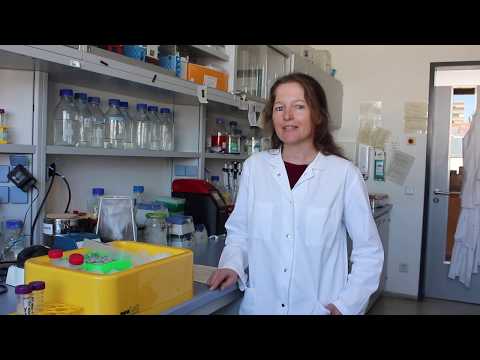 Leibniz-IZW: Abteilung Reproduktionsbiologie: Schlüsselfaktoren der Gametogenese