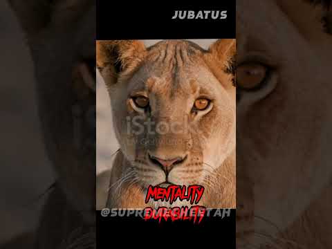 largest African lioness vs Sumatran male tiger #tiger #subscribe #animal #largest