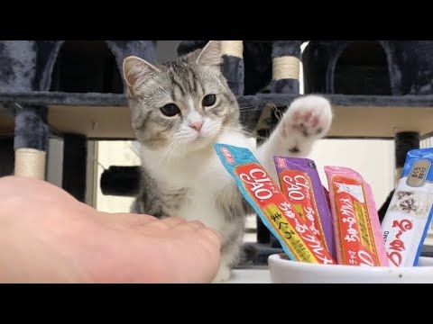 猫は飼い主を選ぶのでしょうか?