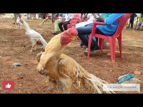 For Aseel lovers | Top Quality Aseel Roosters| Parrot beak and long tail | Dindigul Show 2023