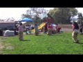 Ladies Do A Potato Sack Race