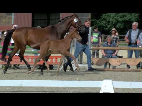 Stf v Fuerst Toto x Zatchmo x Rubinstein I 2020