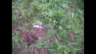 preview picture of video 'Mole catching at Quatt Cricket Club, near Bridgnorth Shropshire - Dec 2012'