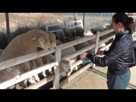 carol  x  sheep  x South Korea