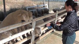carol  x  sheep  x South Korea
