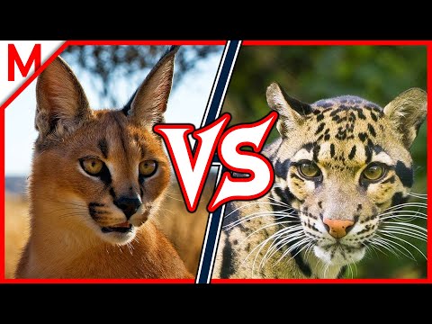 11💥Caracal vs Clouded Leopard | +Dingo vs African Wild Dog winner