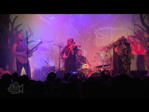 The Crooked Fiddle Band - All These Pitchforks Make Me Nervous  (Live in Sydney) | Moshcam