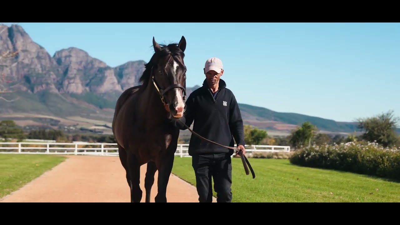 Drakenstein Stud Stallions 2026
