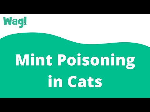 Mint Poisoning in Cats | Wag!