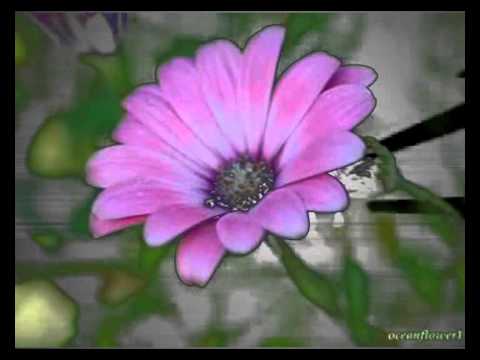 Les feuilles mortes, Cover by Sir Flansi