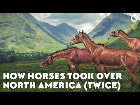 How Horses Took Over North America (Twice)