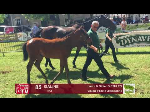Sprinter Sacré Show 2018 : Lot 85 - ISALINE