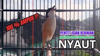 Download lagu burung cendet gacor EMOSI JITU untuk PANCINGAN CENDET AGAR BUNYI bikin BURUNG PENTET GACOR SEKETIKA mp3 Download lagu burung cendet gacor EMOSI JITU untuk PANCINGAN CENDET AGAR BUNYI bikin BURUNG PENTET GACOR SEKETIKA mp3