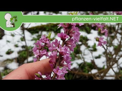Echter Seidelbast - Blüten und Knospen - 23.03.18 (Daphne mezereum) - Baum-/Strauch-Bestimmung