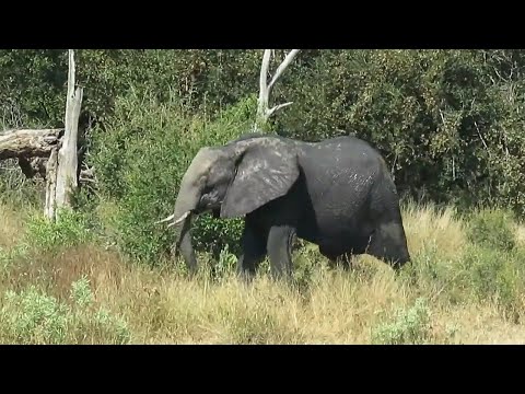 Elephant amazingly manages to walk with only three legs