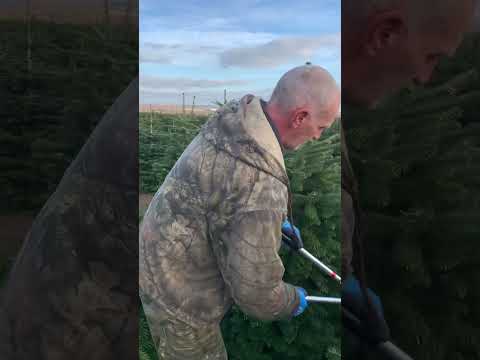 Side shearing Nordmann in January