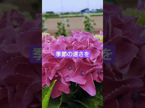 アジサイが育つまでどれくらいかかりますか？より速く成長させるための重要なヒント  庭園