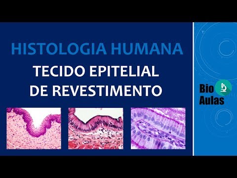 Epithelial Tissue: Characteristics, Functions, Classification (Human Histology)