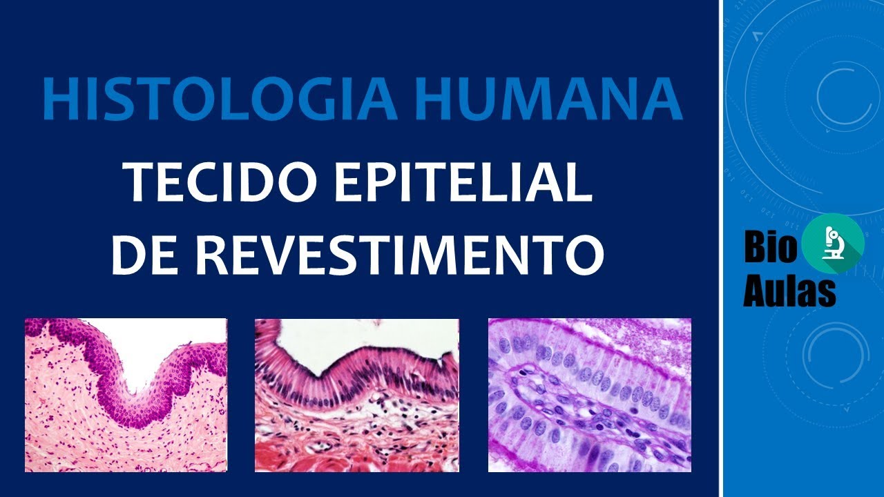 Tecido Epitelial de Revestimento: Características, Funções, Classificação (Histologia Humana)