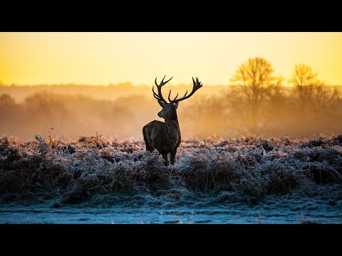 Arthy Myst - Leliumoj (Wave mix)