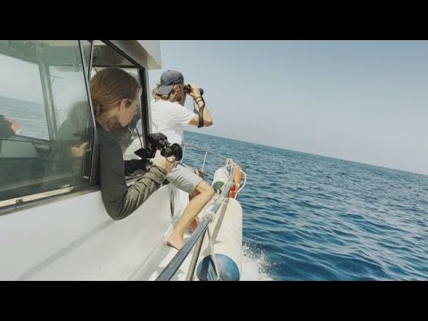 Video Thumbnail: Orcas, die Schiffe versenken: Rächen sie sich an den Menschen?