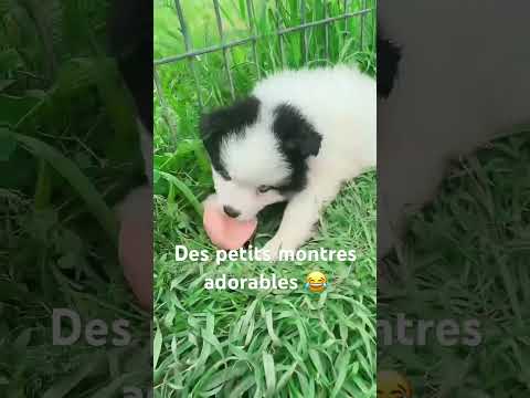 Ruée de #chiot #pomsky en pleine séance de #jeux