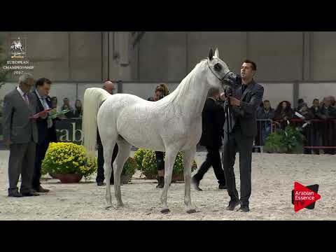 N.194 PEPITA - Verona 2017 - 10 Years Old and Older Mares (Class 9)